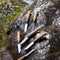 N°08 Limited Edition Engraved Animalia Box Set